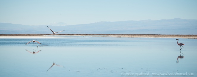 Flamingos on Laguna Chaxa.