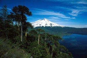 Puyehue National Park