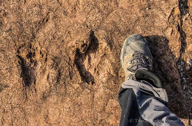 A classic three-clawed footprint, courtesy of a theropod meaning 'beast footed'.