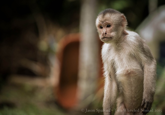 A curious little capuchin monkey in search for food