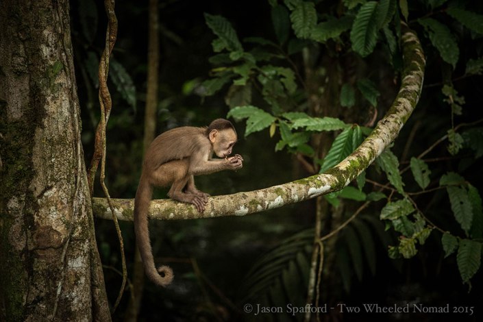Capuchin monkey - as curious as they come!