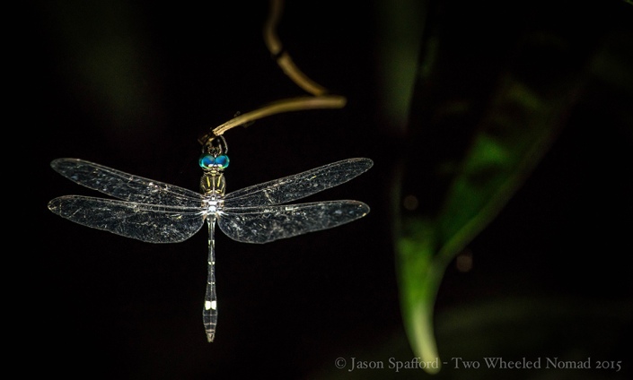 About the most majestic dragonfly I've ever laid my eyes on...